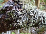 Hypogymnia enteromorpha image