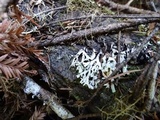 Hypogymnia enteromorpha image
