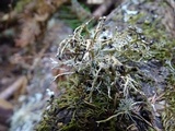 Sphaerophorus venerabilis image