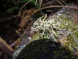 Sphaerophorus venerabilis image