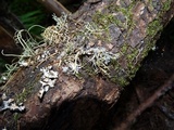 Sphaerophorus venerabilis image