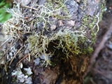 Sphaerophorus venerabilis image