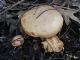 Suillus kaibabensis image