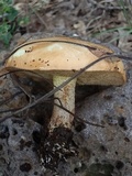 Suillus kaibabensis image