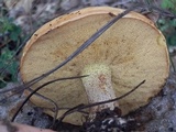 Suillus kaibabensis image