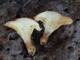 Suillus kaibabensis image