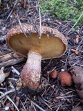Suillus lakei image