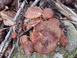 Suillus lakei image
