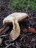 Suillus lakei image
