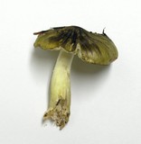 Tricholoma sejunctum image