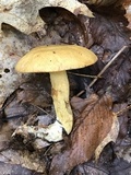 Suillus subaureus image