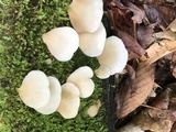 Crepidotus applanatus image