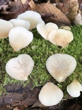Crepidotus applanatus image