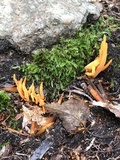 Clavulinopsis aurantiocinnabarina image
