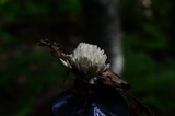 Tremellodendron schweinitzii image