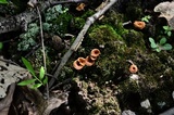 Coltricia cinnamomea image