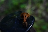 Coltricia cinnamomea image