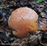 Aureoboletus auriporus image