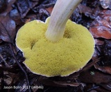 Aureoboletus auriporus image