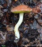 Aureoboletus auriporus image