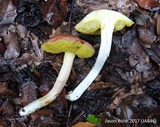 Aureoboletus auriporus image