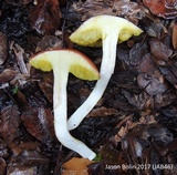 Aureoboletus auriporus image