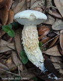 Austroboletus subflavidus image