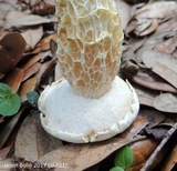 Austroboletus subflavidus image