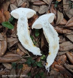 Austroboletus subflavidus image