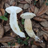 Austroboletus subflavidus image