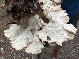 Laetiporus cincinnatus image