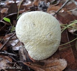 Austroboletus subflavidus image