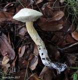 Austroboletus subflavidus image