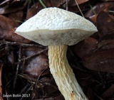 Austroboletus subflavidus image