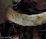 Austroboletus subflavidus image