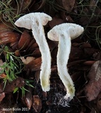 Austroboletus subflavidus image