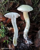 Austroboletus subflavidus image