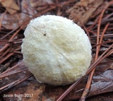 Austroboletus subflavidus image