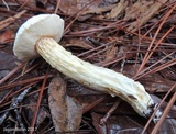 Austroboletus subflavidus image