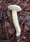 Austroboletus subflavidus image