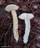 Austroboletus subflavidus image