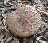 Boletellus ananas image