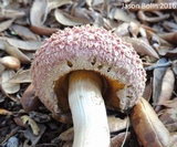 Boletellus ananas image
