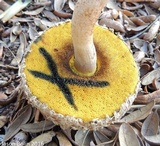 Boletellus ananas image