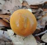 Leccinum longicurvipes image