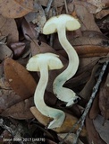 Leccinum longicurvipes image