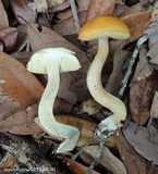 Leccinum longicurvipes image