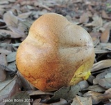 Boletus luridellus image