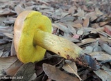 Boletus luridellus image