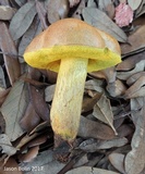 Boletus luridellus image